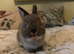 Pure bred, friendly Nethies (vaccinated)