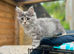 Maine Coon kittens