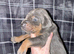 RKC Dobermans