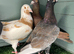 Colour Racing Pigeons