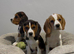 Extensively DNA tested puppies