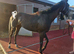 3 year old Bay filly 15.2hh