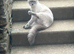 Pure ragdoll
