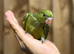 Olive ring neck