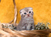 Scottish fold kittens