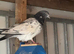 Pakistani High flyers pigeons