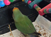 One baby love bird for sale