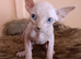 Beautiful sphynx kittens for sale