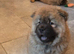 Beautiful chocolate chows