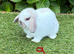 Pure bred mini lop baby rabbit.