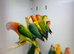 Love birds
