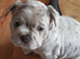 Two male french bulldog pups KC registered