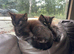 Beautiful brother and sister kittens