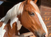 15.2 Traditional Coloured Gelding 13 years