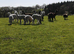 3 female alpacas