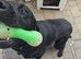 Labrador retriever pedigree big fat Bruce