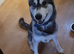 2 years old Akita cross.