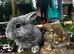 Two beautiful boys looking for a forever home