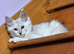 Pedigree TICA Registered Maine Coon Kittens