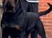 KC REG ROTTWEILER PUPPIES
