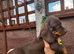 For sale 8weeks old dashund boy