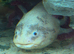 4 male Axolotls for rehome in their tank