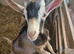 Young Goat Kids Available