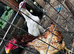 Aseel Shamo cock and 2 hen