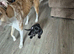 Female dashound x Jack Russel puppy