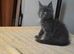 Maine coon kittens
