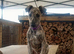 Deerhound Saluki x Bull Wheaton beddy greyhound