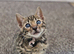 Bengal kittens looking for their forever home