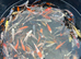 Koi for sale