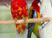 Beautiful Eastern Rosella parrot
