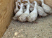 Cherry valley females