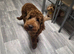 Male cockapoo