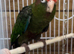 White eyed conoure