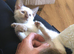 Pure Tradition Siamese Kittens