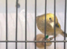 VERY NICE JUVENILE GOLDFINCHES ! ALL BBC RUNG 2026 birds !