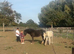 Beautiful dun black filly 4 white socks to make 14.2