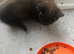Last Kitten now! Male stunning colours !
