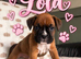 2 Gorgeous Boxer Girls Still Available