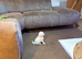 Female toy poodle for sale