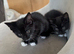 9 weeks kittens