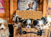 GENUINE BIEWER TERRIER PUPPIES AVAILABLE.