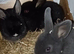3 baby rabbits