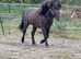 Beautiful mini Shetland stallion