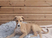 Gorgeous lurcher pup