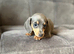 KC REGISTERED MINIATURE DACHSHUND PUPPIES