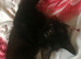 Kitty-kitty!